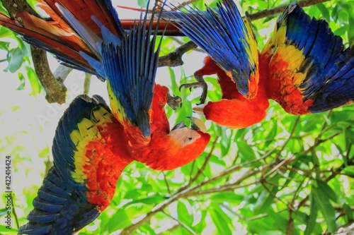 Oiseaux tropicaux du Costa Rica