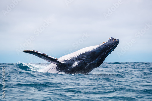 Humpback whale breaching, Isla de la Plata (Plata Island), Ecuador © Zien