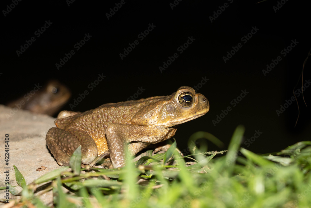 Common toad or European toad species of frog in the Bufonidae family with black background Common toad or European toad species of frog in the Bufonidae family with black background