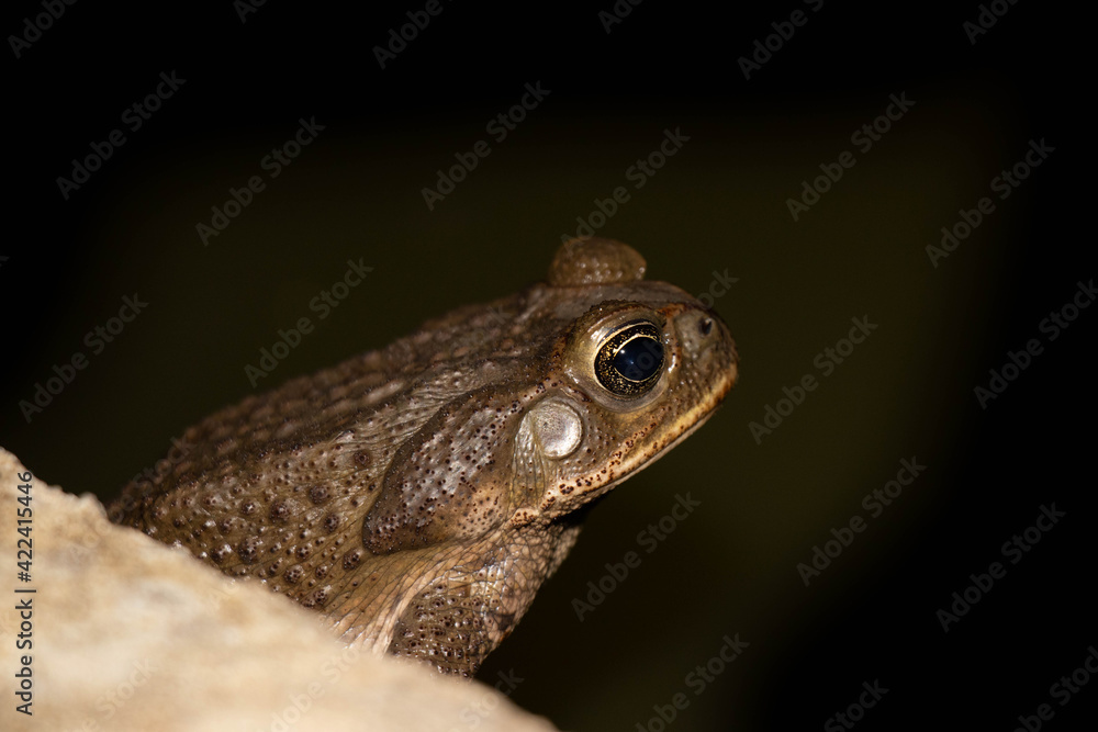 Fototapeta premium Common toad or European toad species of frog in the Bufonidae family with black background