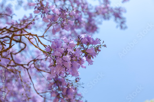 Flores de Jacaranda con el cielo azul de fondo