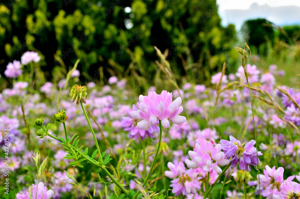 purple spring flowers in front of a green background. spring time purple spring flowers in front of a green background. spring time
