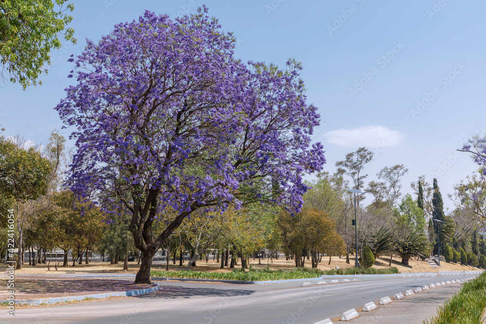 Fototapeta premium Árbol de jacaranda junto a la calle en la segunda sección de Chapultepec