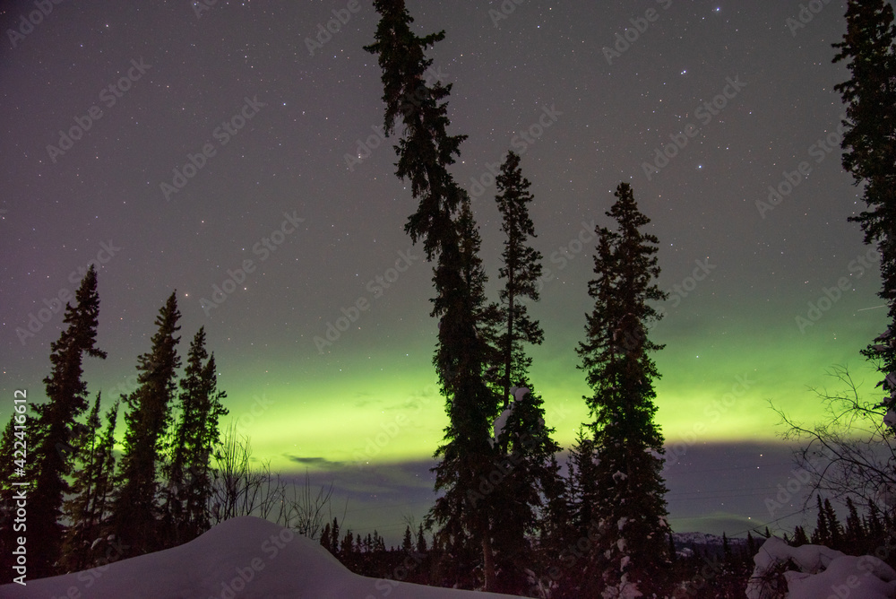 A large green Aurora Borealis band seen behind towering spruce trees in wilderness of northern Canada Yukon Territory with dancing lights above starry background night. 