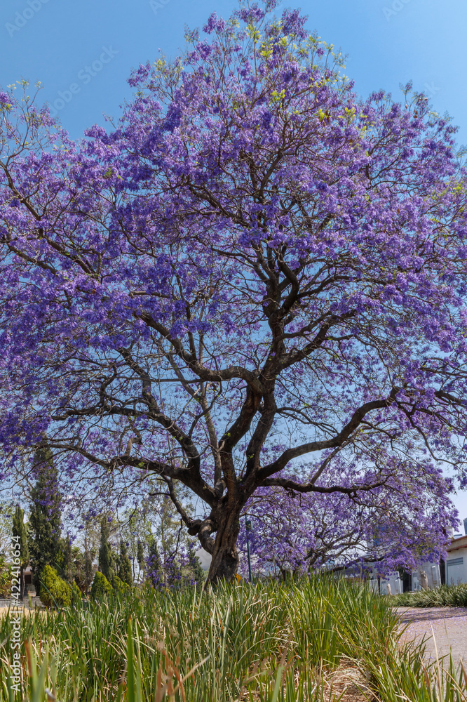 Árbol de Jacaranda en la Ciudad de México con el cielo azul y plantas verdes en la base. Árbol de Jacaranda en la Ciudad de México con el cielo azul y plantas verdes en la base.