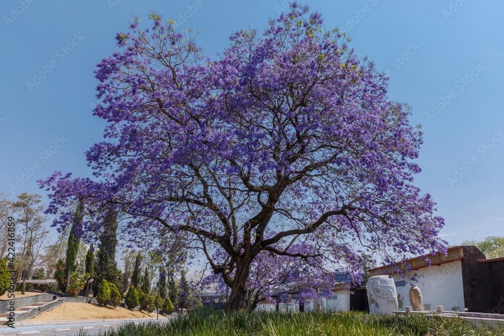 Árbol de Jacaranda en la Ciudad de México con el cielo azul y plantas verdes en la base. Árbol de Jacaranda en la Ciudad de México con el cielo azul y plantas verdes en la base.