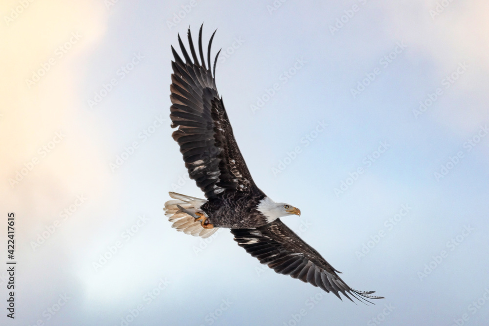 Fototapeta premium Bald Eagle in flight with fish in talons 