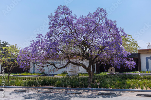 Photos Árbol de jacaranda en la segunda sección de Chapultepec en la Ciudad de México