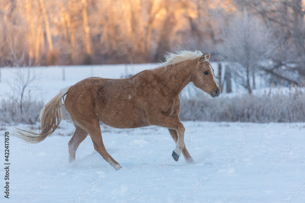 Horse drive in winter on Hideout Ranch, Shell, Wyoming. Horses running in snow