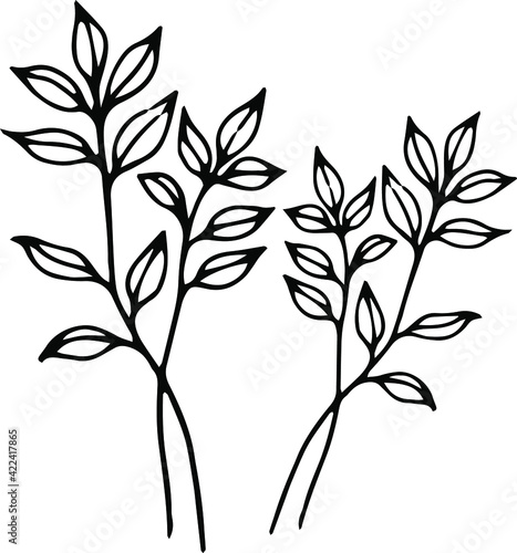Ink sketch, outline black and white drawing of meadow herb with little leaves. Can be used for logo design or any other minimalist design in ecologic style. Vector illustration