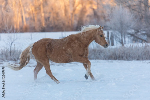 Horse drive in winter on Hideout Ranch, Shell, Wyoming. Horses running in snow © Danita Delimont