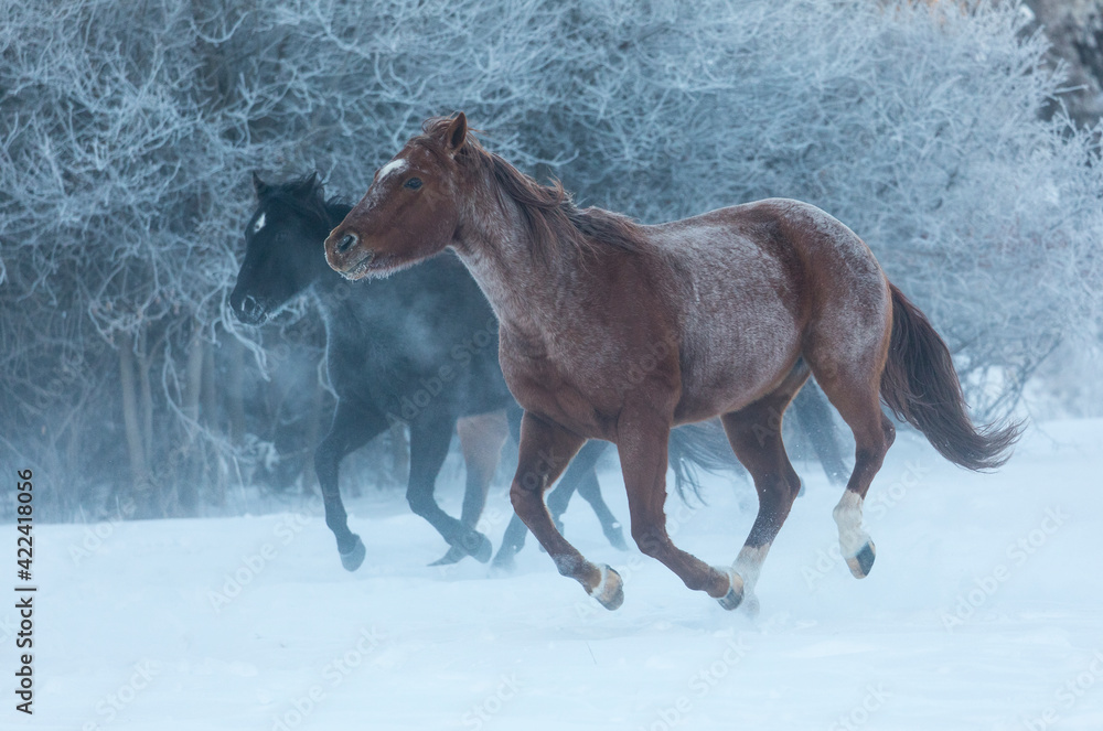 Horse drive in winter on Hideout Ranch, Shell, Wyoming. Horses running in snow Horse drive in winter on Hideout Ranch, Shell, Wyoming. Horses running in snow