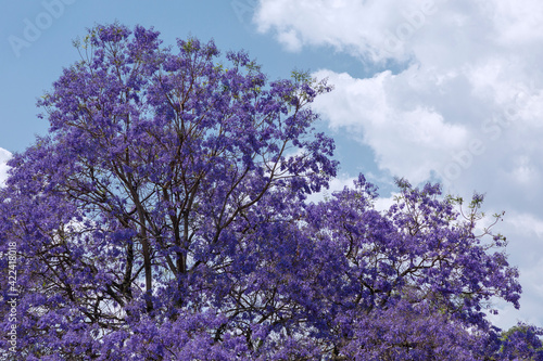 Flores de Jacaranda con el cielo azul de fondo