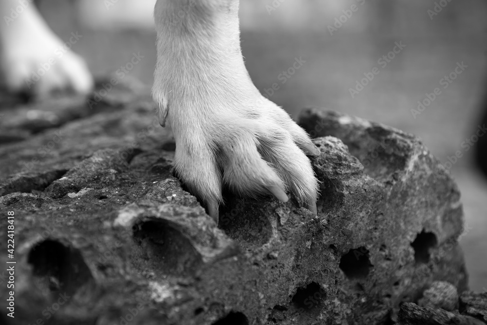 Animal paw, jack russell dog puppy photographed close-up on the street, soft focus. Animal paw, jack russell dog puppy photographed close-up on the street, soft focus.