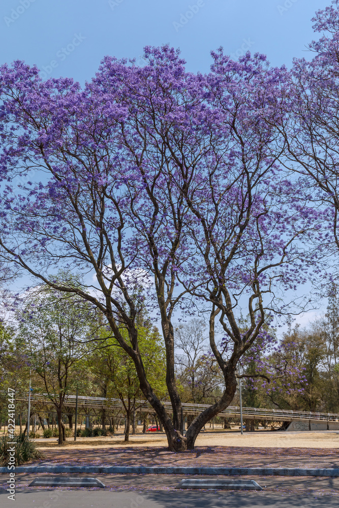 Árbol de jacaranda junto a la calle en la segunda sección de Chapultepec Árbol de jacaranda junto a la calle en la segunda sección de Chapultepec