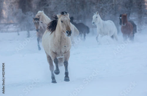 Horse drive in winter on Hideout Ranch  Shell  Wyoming. Herd of horses running in winters snow.