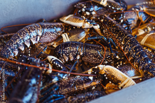 Showcase with fresh live lobsters on a fishmonger stall in seafood store. Selective focus. Copy space.