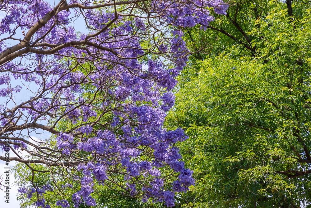 Flores de un arbol de jacaranda, con unas hojas verdes al fondo Flores de un arbol de jacaranda, con unas hojas verdes al fondo