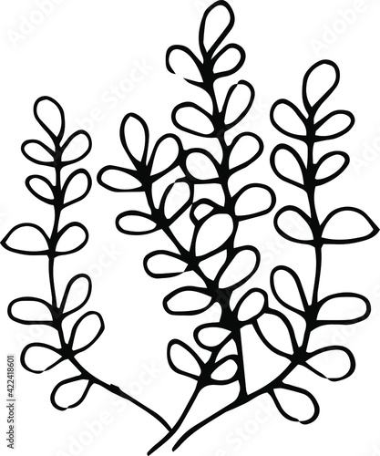 Ink sketch, outline black and white drawing of meadow herb with little leaves. Can be used for logo design or any other minimalist design in ecologic style. Vector illustration
