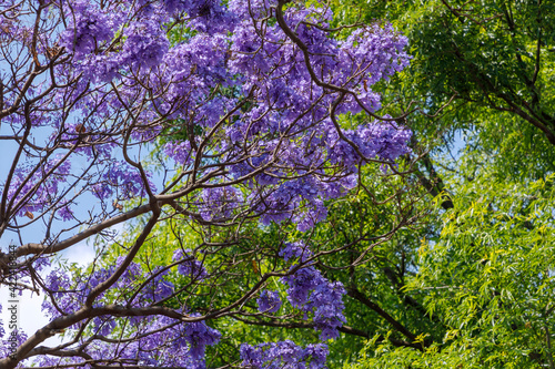 Ramas y flores de Jacarandas con el cielo azul de fondo