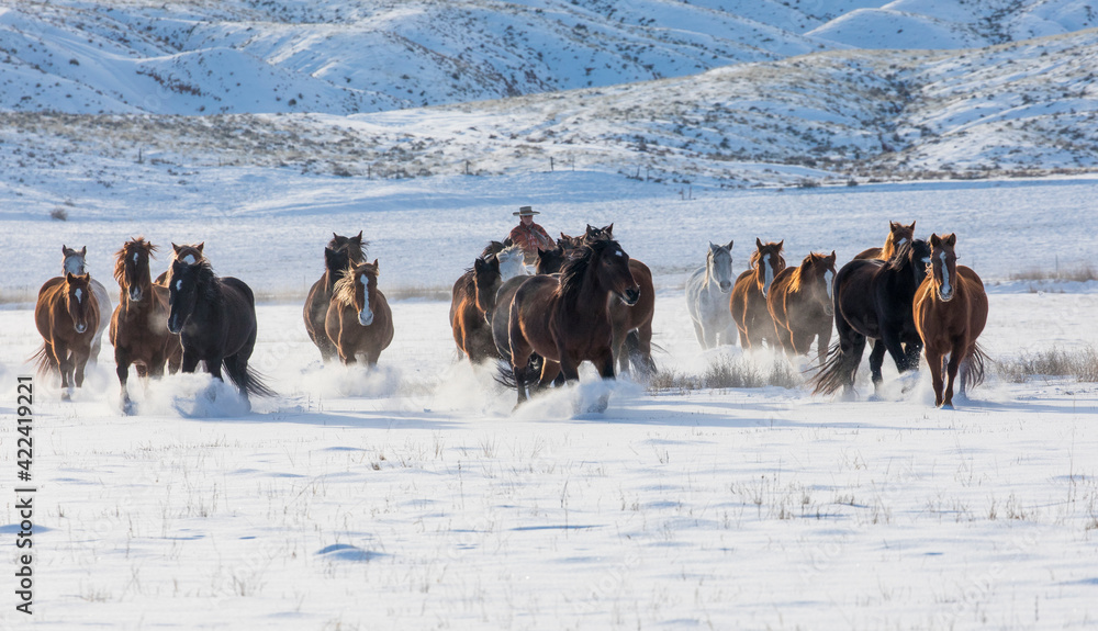 Naklejka premium Horse drive in winter on Hideout Ranch, Shell, Wyoming. Herd of horses running in winters snow.