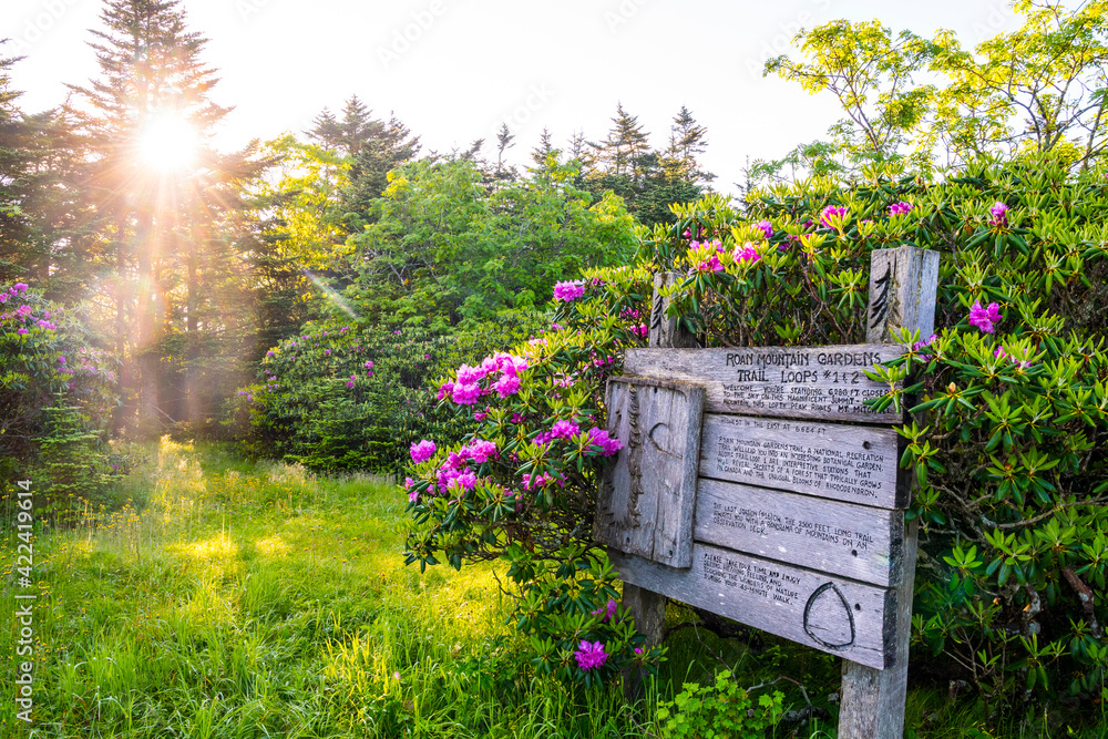 Rhododendrons in bloom in the Roan Mountain Gardens, Cherokee National Forest, Carver's Gap, Bakersville, North Carolina. Rhododendrons in bloom in the Roan Mountain Gardens, Cherokee National Forest, Carver's Gap, Bakersville, North Carolina.