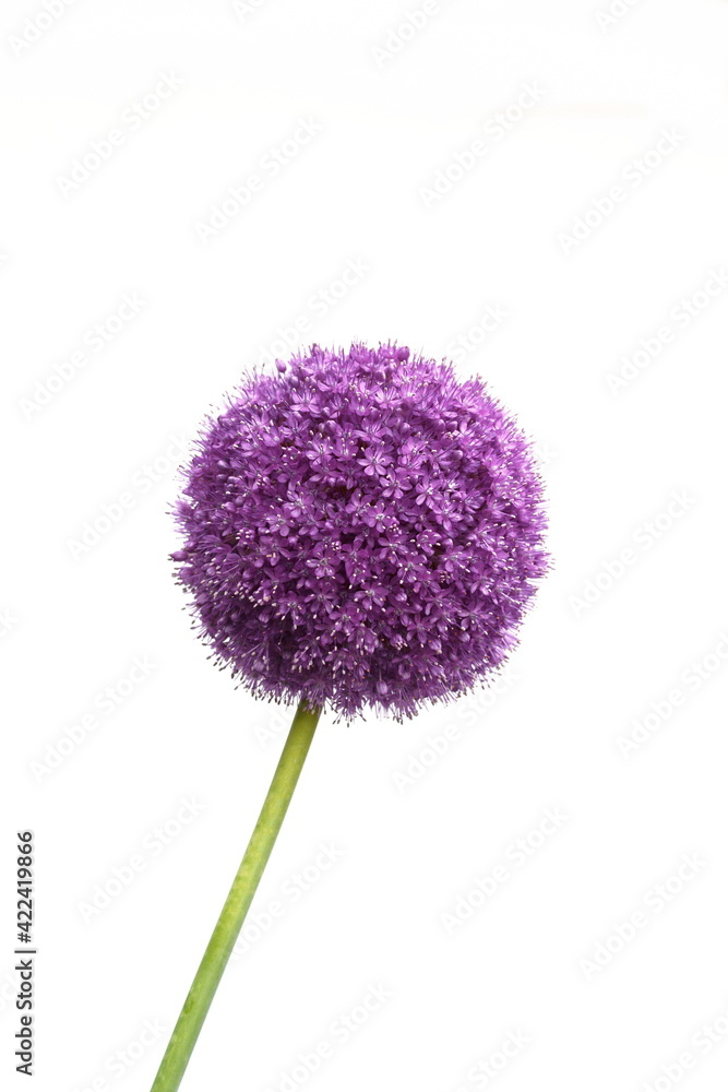 a macro closeup of a curious funny purple pink garden Allium flower cluster from onion and garlic family isolated on white - obrazy, fototapety, plakaty 
