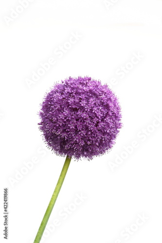 a macro closeup of a curious funny purple pink garden Allium flower cluster from onion and garlic family isolated on white photo