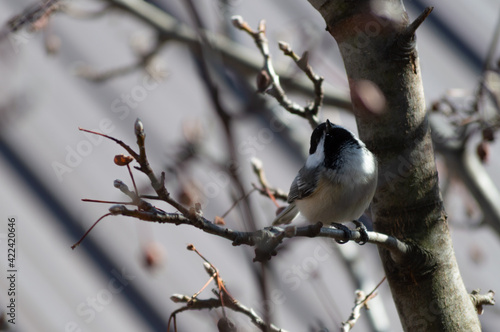 Black-Capped Chickadee Singing On A Branch Welcoming Spring