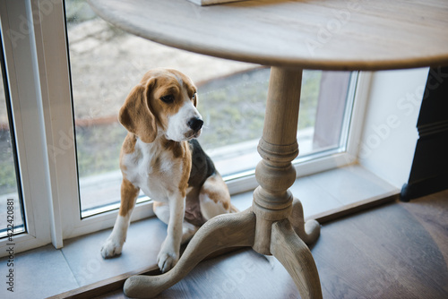 Fotografie Beagle, English Beagle. The dog sitting quietly under the table