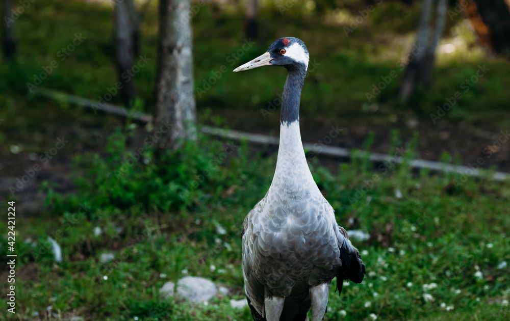 Fototapeta premium Close-up portrait of a rare gray crane. Nature protection concept