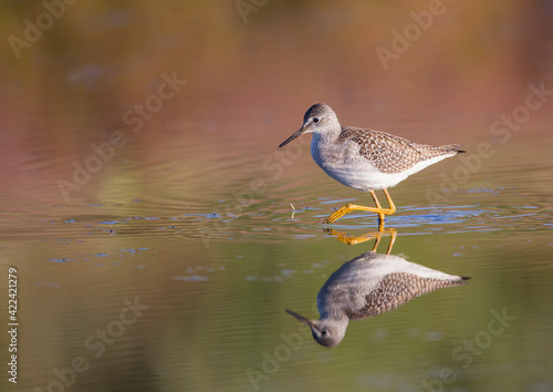 USA, Wyoming, Sublette County, Lesser Yellowlegs walking in reflected water © Danita Delimont