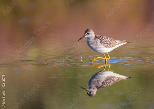 USA, Wyoming, Sublette County, Lesser Yellowlegs walking in reflected water photo