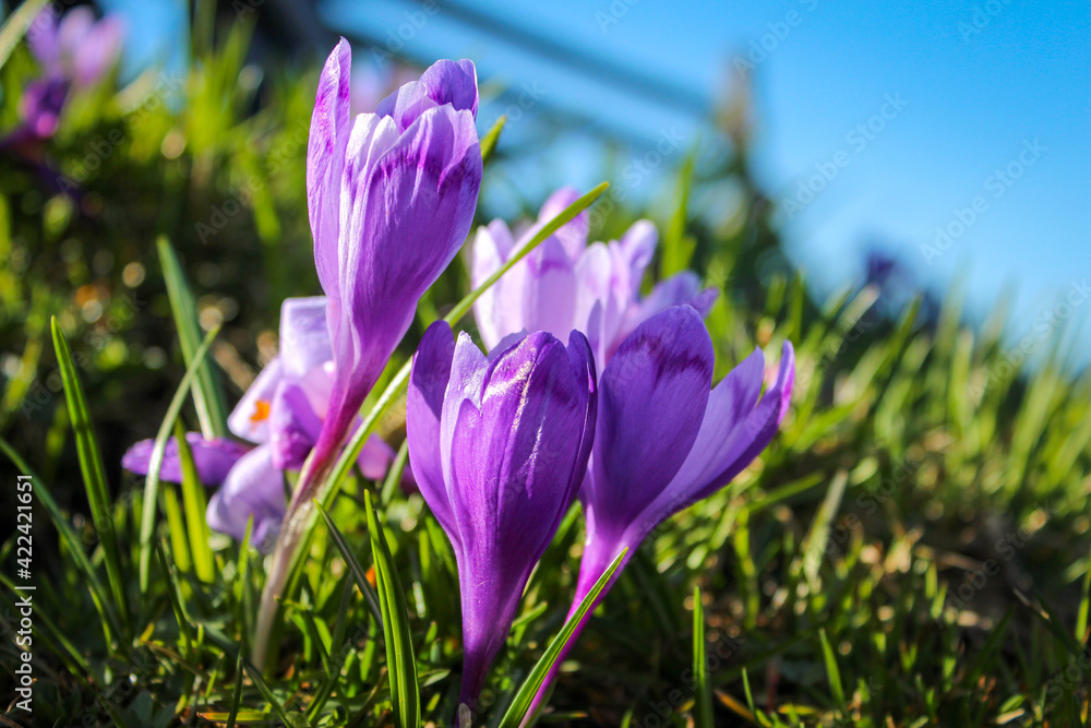 Wild purple crocuses blooming in their natural environment in the mountains Wild purple crocuses blooming in their natural environment in the mountains