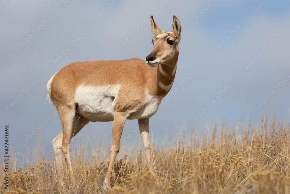Yellowstone National Park, portrait of a female pronghorn antelope. Yellowstone National Park, portrait of a female pronghorn antelope.