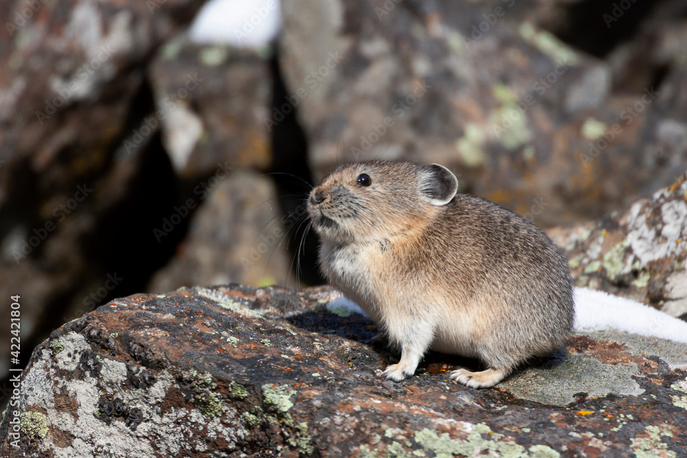 Yellowstone National Park, American pika sitting on a boulder. Yellowstone National Park, American pika sitting on a boulder.