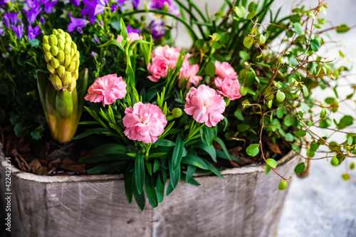 Interior pot with spring flowers composition photo