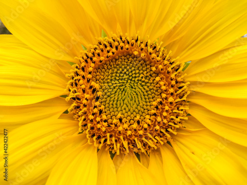 close up of sunflower