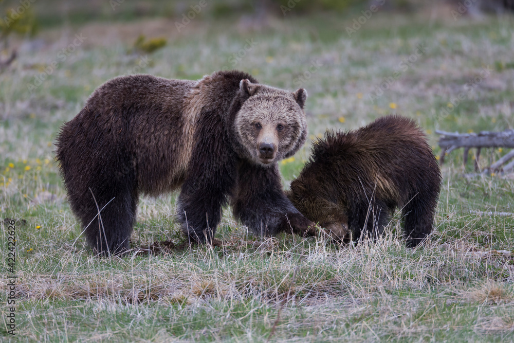 Yellowstone National Park, a grizzly bear sow digs in the grass with her cub.