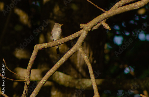 Wallpaper Mural Little gray bird perched on tree branch. Nature background. Torontodigital.ca
