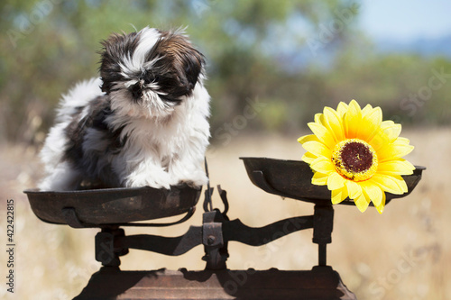 Shih Tzu puppy perched on a weighing scale with flower. Selective focus.