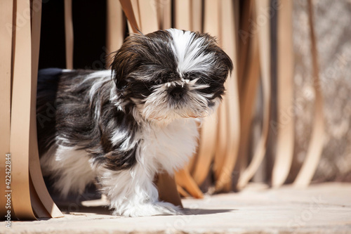 Shih Tzu puppy peeking out of some curtains with selective blur