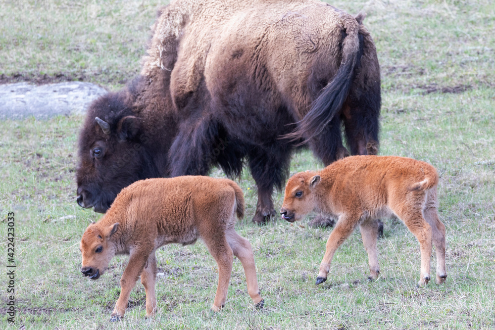 Fototapeta premium Yellowstone National Park. Young bison calves stay close to their mother.