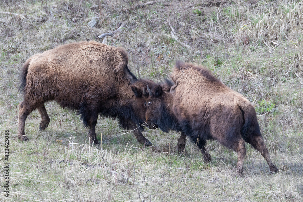 Yellowstone National Park. Two young bison playing fight. Yellowstone National Park. Two young bison playing fight.