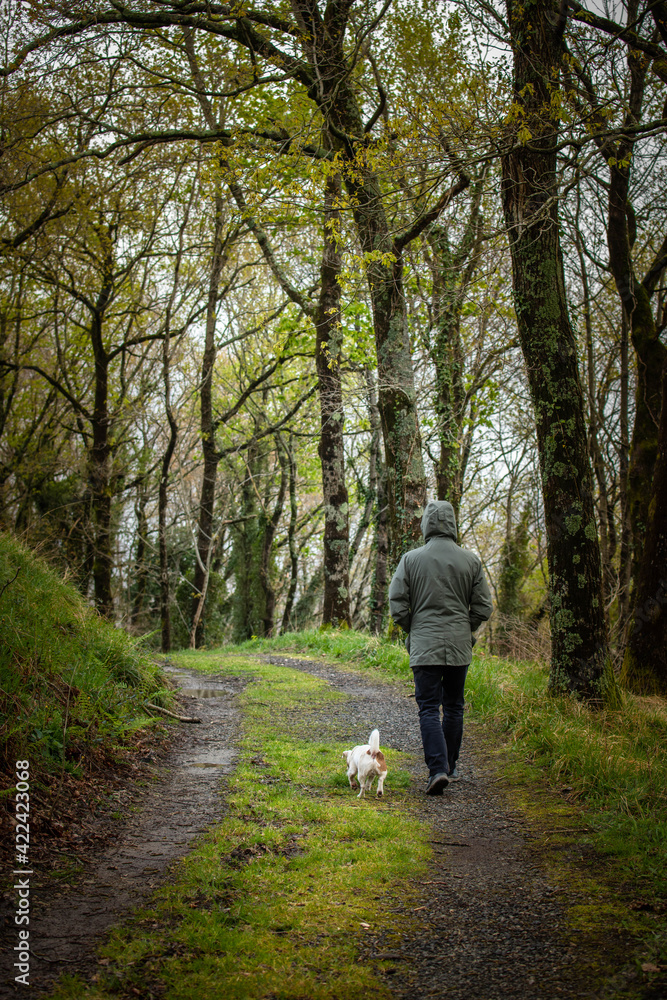 A man strolling across rainy forest with a white dog A man strolling across rainy forest with a white dog