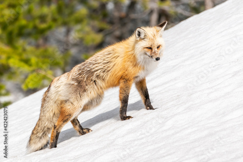 Yellowstone National Park, red fox in its spring coat walking through melting snow.