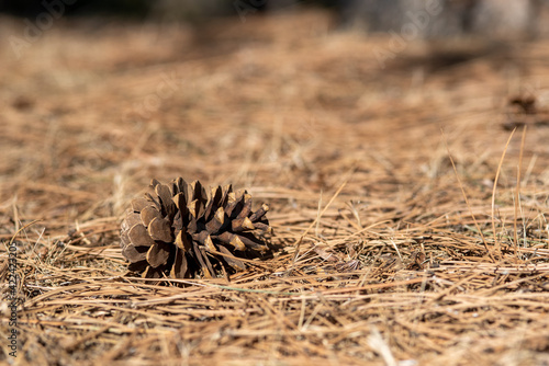 close up of a cone