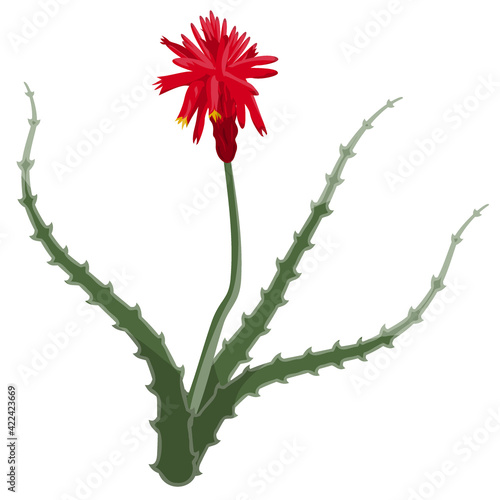 aloe flower isolated on white background