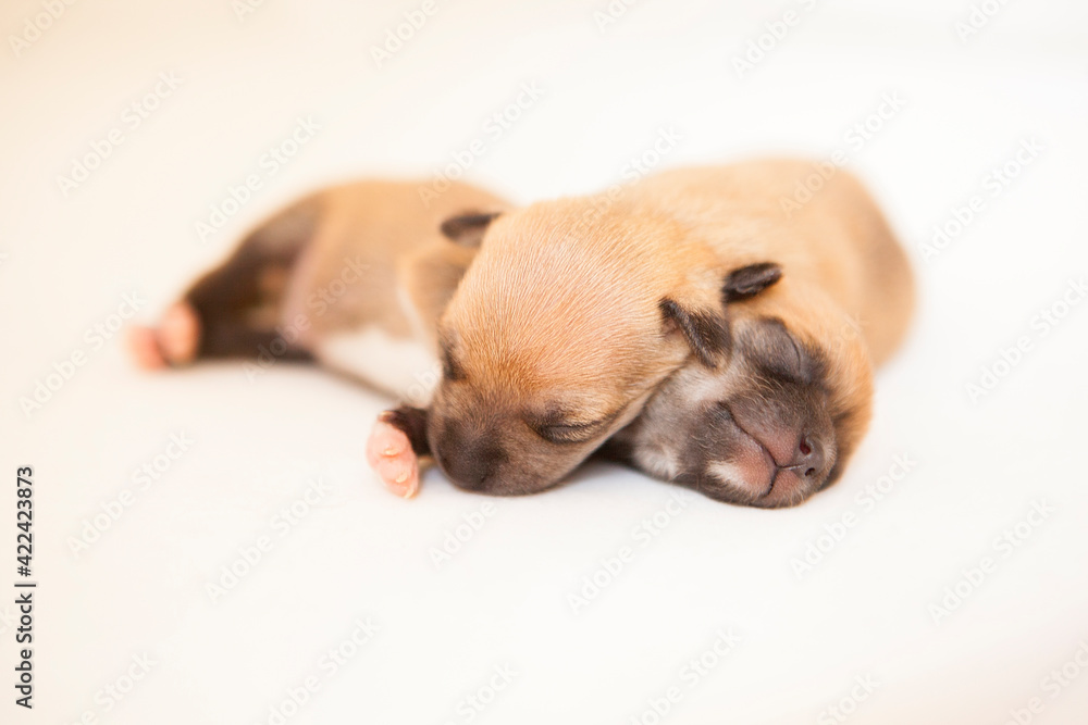 Newborn puppies sleeping together. Tranquility and white background