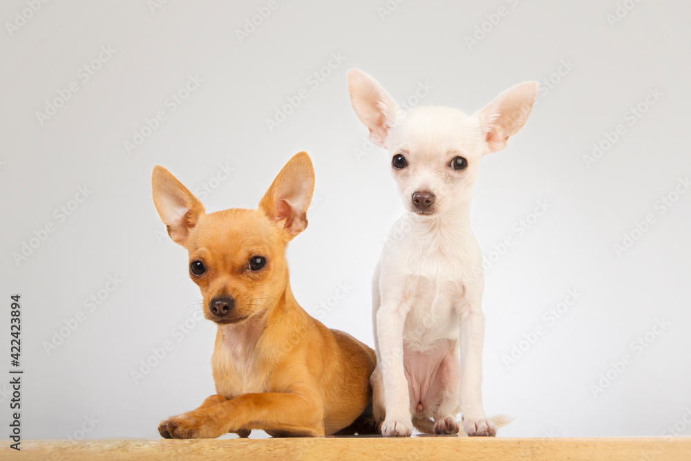 Two chihuahua dogs with white background One of the dogs is brown in color and is lying down and looking at the camera and the other is white in color sitting and looking at the camera.